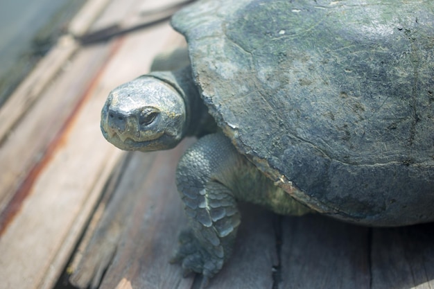 Naturalny żółw tajlandzki w pobliżu rzeki koncentruje się selektywnie na czele żółwia