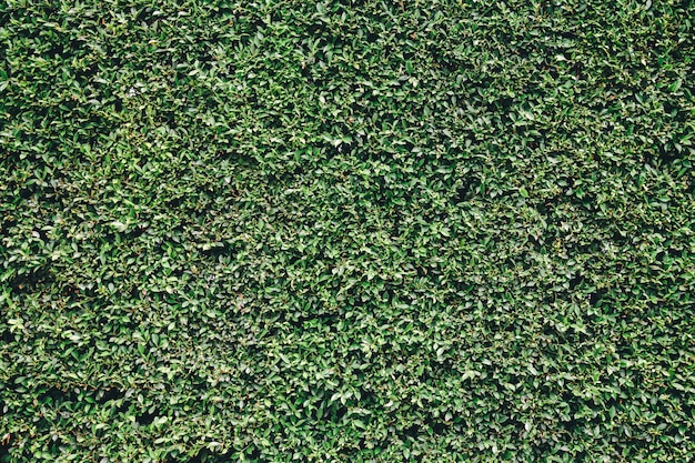 Naturalnych Zielonych Liści Tekstury ścienny Tło