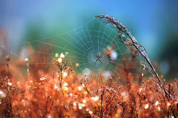 Zdjęcie natures tapestry spider tka arcydzieło dewladen