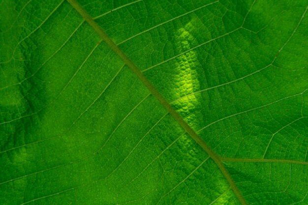 Natury tła tekstura, Zielona liść tekstura folujący rama strzał.