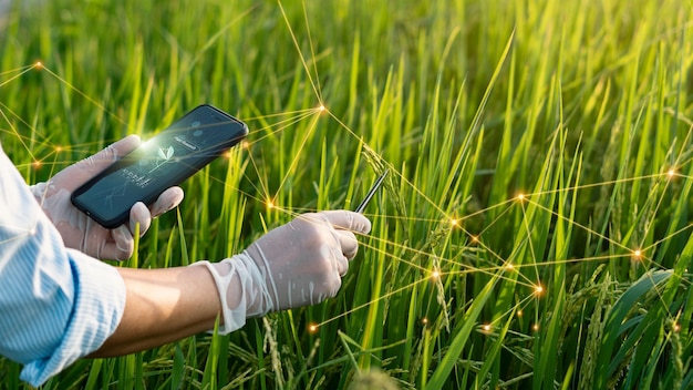 Zdjęcie nauka o badaniach roślin chromosom i genetyka rozwój odmian ryżu biologia roślin