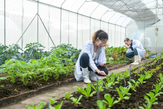 Naukowcy analizują ekologiczne rośliny warzywne w szklarniowej koncepcji technologii rolniczej