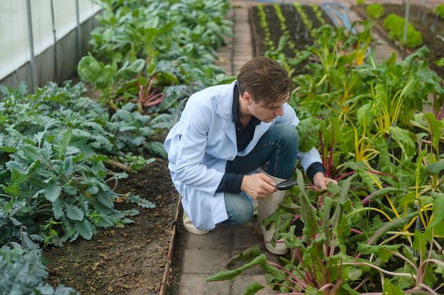 Naukowiec analizuje organiczne rośliny warzywne w szklarni