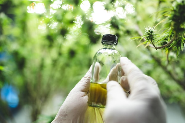 Naukowiec medyczny z badaniami konopi indyjskich w laboratorium medycznym w celu uzyskania ekstraktu ziołowego oleju chemicznego CBD lub leku alternatywnego z rośliny liścia marihuany organicznej natury zioła w teście naukowym