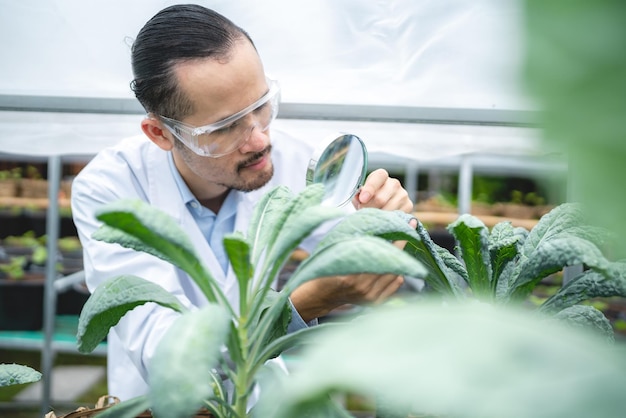 Naukowiec Rolnictwa Pracujący Nad Badaniem Zielonej Rośliny Warzywnej W Dziedzinie Biologii Laboratorium Biotechnologia Jest Technologią Eksperyment Botaniczny Natury Ekologia Organiczny Wzrost Uprawy Szklarniowej