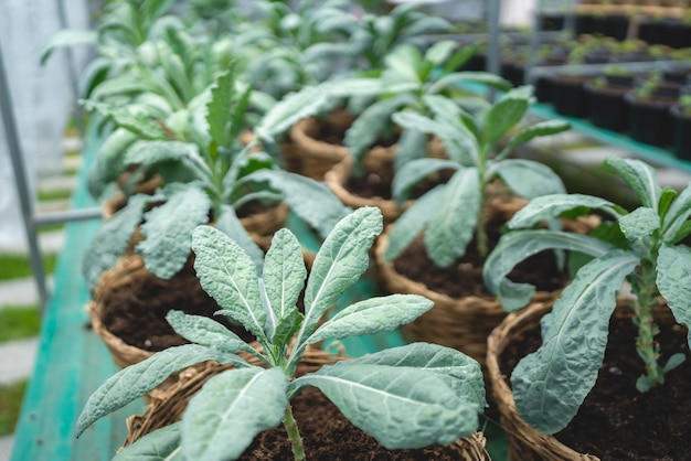 Naukowiec rolnictwa pracujący nad badaniem zielonej rośliny warzywnej w dziedzinie biologii laboratorium biotechnologia jest technologią eksperyment botaniczny natury ekologia organiczny wzrost uprawy szklarniowej