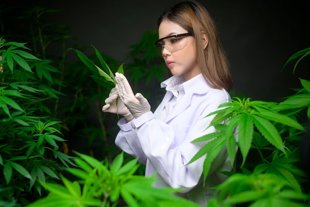 Naukowiec sprawdza i analizuje liście konopi do eksperymentu, roślina konopi na ziołowy farmaceutyczny olej cbd w laboratorium