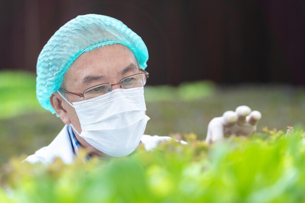 Naukowiec starszy mężczyzna sprawdzający, czy zbiera warzywa z farmy hydroponicznej. Farma warzywna hydroponika. Koncepcja uprawy organicznych warzyw i zdrowej żywności.
