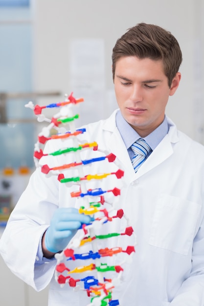 Naukowiec Trzyma Model Dna