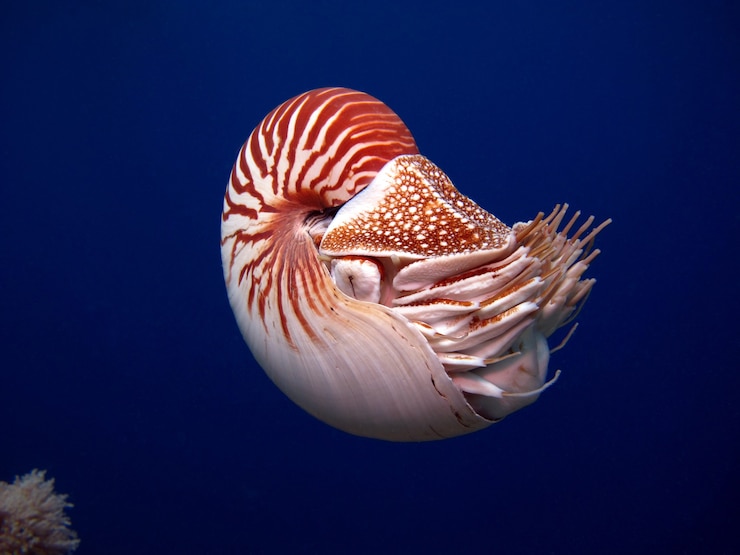Zdjęcie nautilus na otwartym morzu niesamowity podwodny świat palau