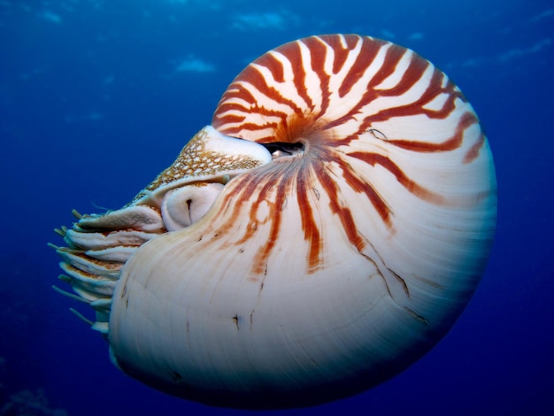 Nautilus na otwartym morzu niesamowity podwodny świat Palau