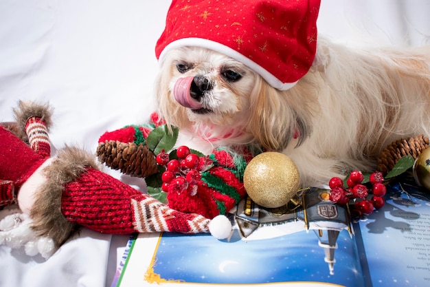 Navidad Con Mi Mascota