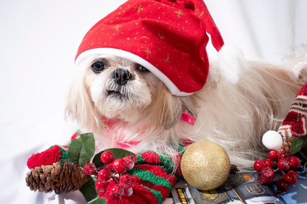 Navidad Con Mi Mascota