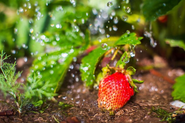 Nawadnianie roślin warzywnych na plantacji w letnim upale z puszką nawadniającą z bliska Koncepcja ogrodnicza Rośliny rolnicze rosnące w rzędzie łóżek