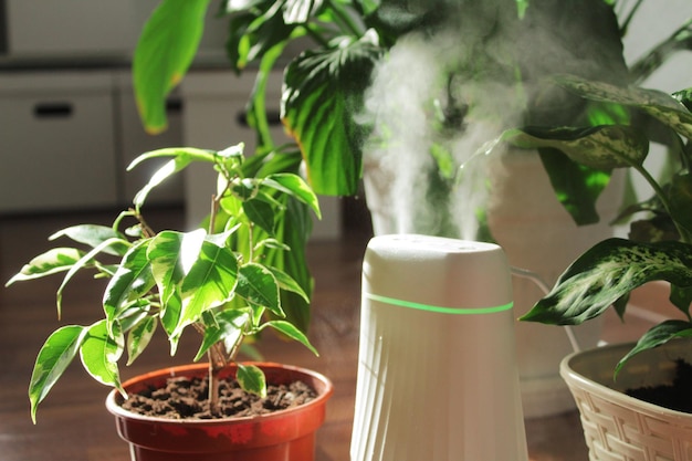 Nawilżacz i rośliny doniczkowe w sezonie grzewczym pielęgnacja roślin czyszczenie i odświeżanie powietrza w domu dla zdrowego oddychania