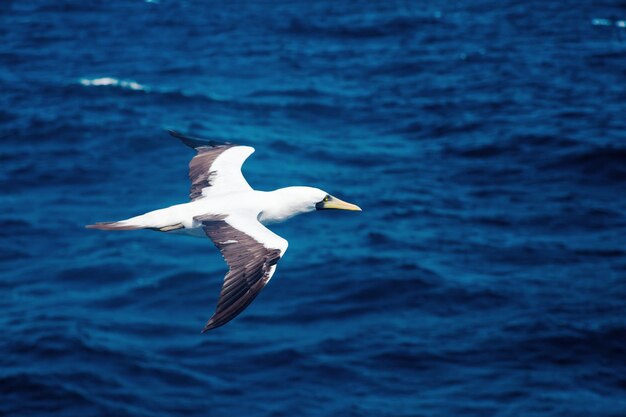 Nazca Booby Sula granti pięknie leci na tle oceanu