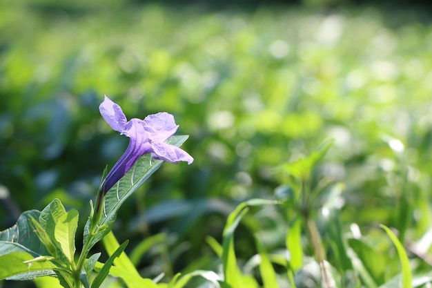 Nazwa kwiatu fioletowego to Ruellia tuberosa