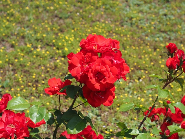 Nazwa naukowa kwiatu czerwonej róży Rosa