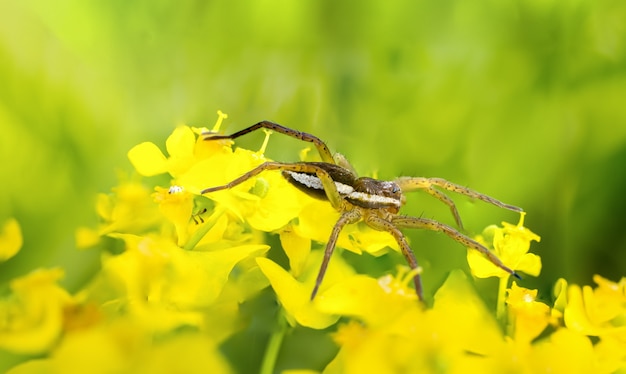 Nazwa naukowa pająka tratwy Dolomedes fimbriatus