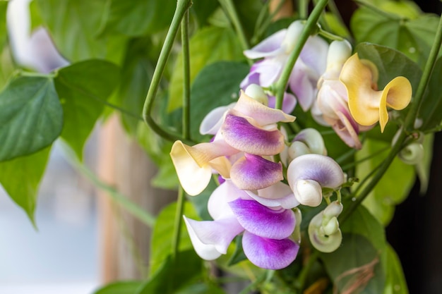 Nazwa naukowa Selluka Vigna Caracalla to gatunek kwitnącego bluszcza należący do rodziny Fabaceae