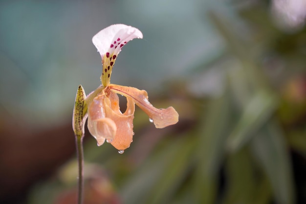 Nazwa orchidei o nazwie Naree Shoes występuje w północnej Tajlandii