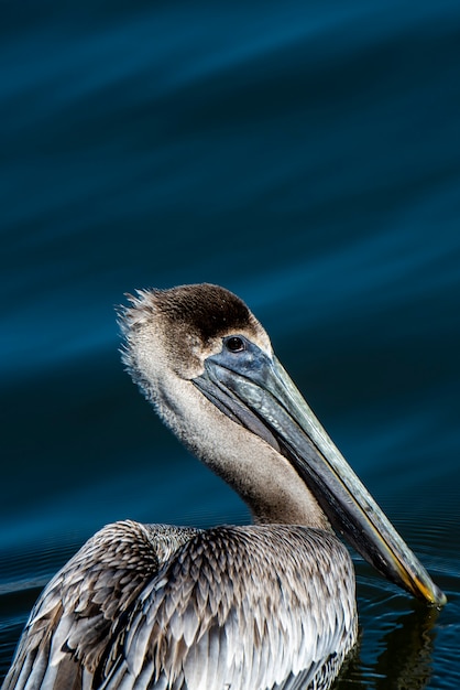Zdjęcie neapol, floryda. zamknij się z nieletnich pelikan brunatny, pelecanus occidentalis w wodzie z długim rachunkiem.