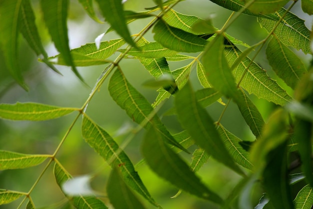 Neem opuszcza Vijayapura Karnataka