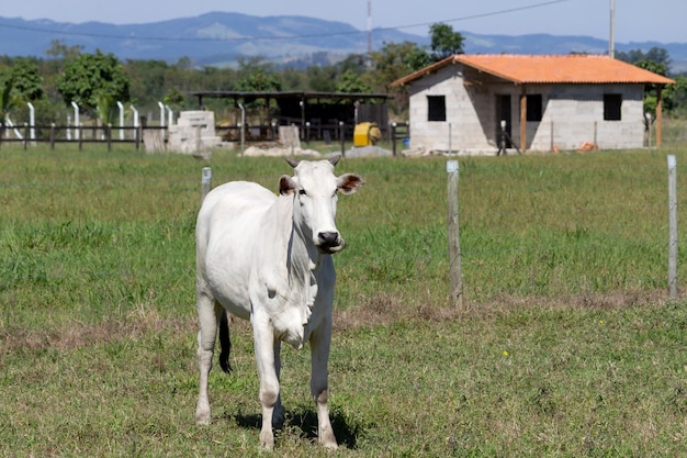 Nelore Krowa na pastwisku Zielona trawa Selektywne skupienie
