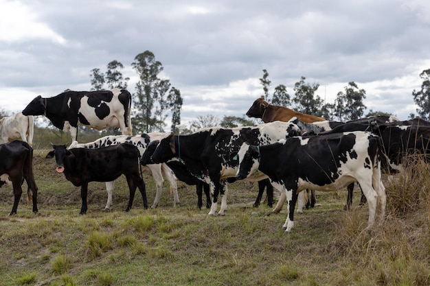 Nelore Krowy na pastwisku Zielona trawa Selektywne skupienie