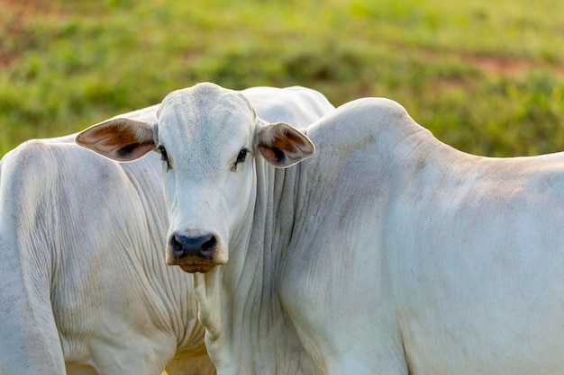 Nelore ox portret na pastwisku w Brazylii