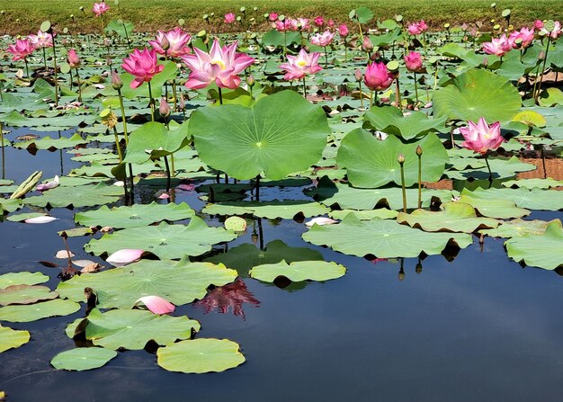Nelumbo nucifera lilia wodna lub kwiat lotosu z zielonymi liśćmi w stawie