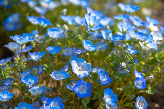 Nemophila dziecko niebieskie oczy kwiaty kwiat pole niebieski kwiat dywan