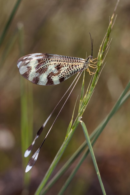 Nemoptera Bipennis