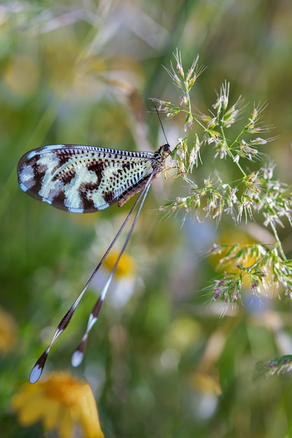 Nemoptera coa w swoim naturalnym środowisku.