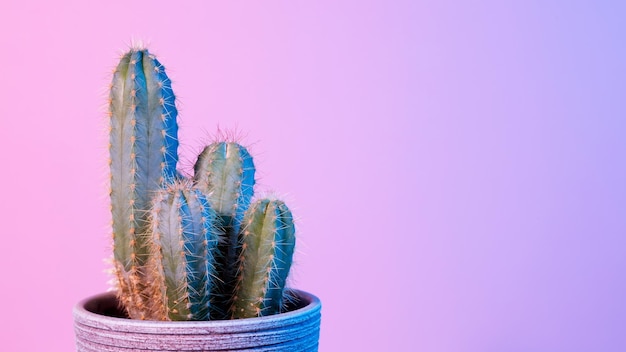 Neon Cactus Zielony kaktus w szarym garnku na różowym tle Minimalna kreatywna martwa przestrzeń Kopiuj przestrzeń