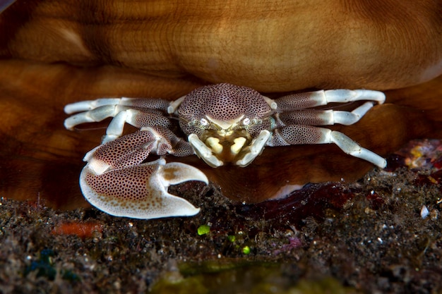 Neopetrolisthes maculatus - plamisty krab porcelanowy. Zwierzęta morskie Bali.