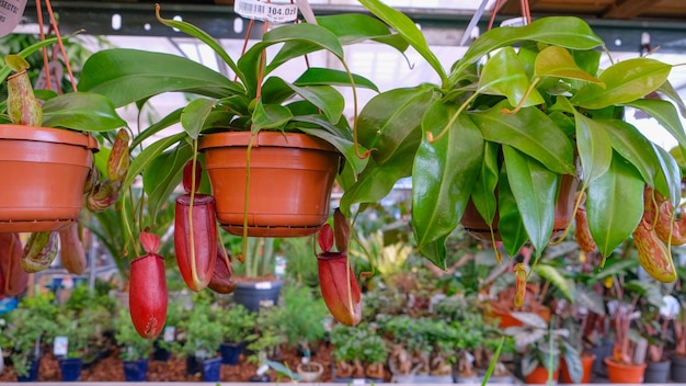 Nepenthes Burkei Tropikalna Roślina Dzbana W Sklepie Z Roślinami Na Sprzedaż Tropikalne Rośliny Dzbana Lub Kubki