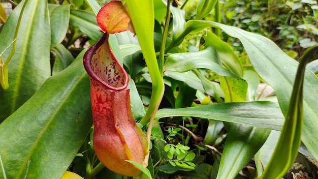 Zdjęcie nepenthes w ogrodzie tropikalnych lasów deszczowych.