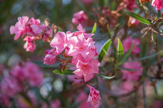 Zdjęcie nerium różowy oleander. piękne kwiaty z bliska. zdjęcie wysokiej jakości