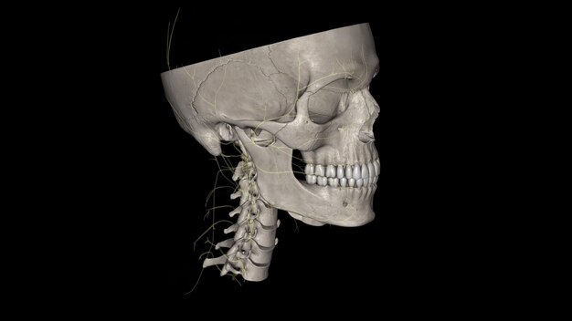 Zdjęcie nerwy głowy i szyi obejmują najistotniejsze i najważniejsze narządy układu nerwowego