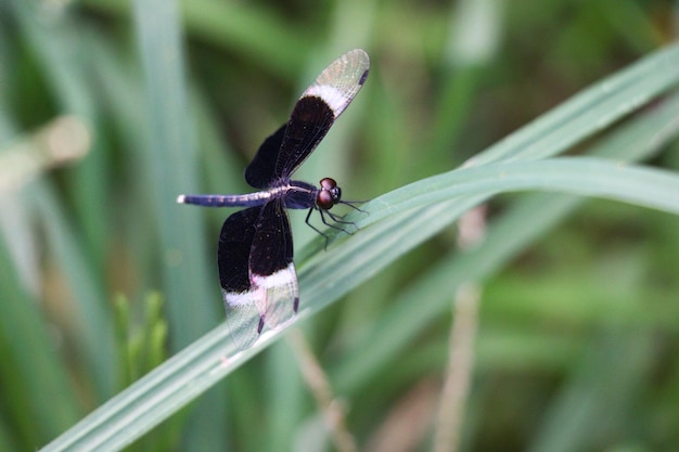 Zdjęcie neurothemis tullia ważka siedząca na zielonym liście zbliżenie zdjęcie piękne czarne skrzydła ważka na rozmytym zielonym tle południowo-wschodnioazjatyckie owady i dzikie zwierzęta zbliżenie