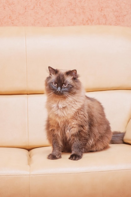 Nevsky masquerade cat na beżowej skórzanej sofie Młody kot jest ozdobiony kolorowym punktem Pet