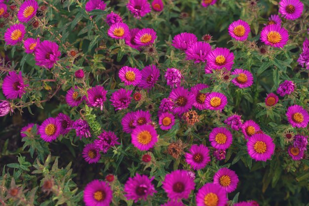 New England Aster, kwiaty w parku