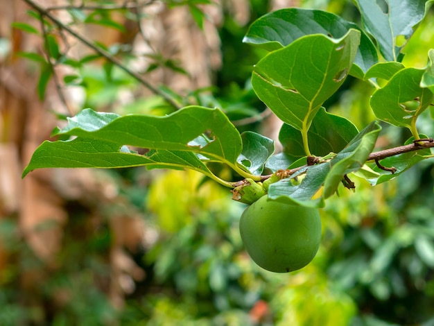 Nie dojrzałe zielone owoce Kaki (Khaki, Persimmon) na drzewie