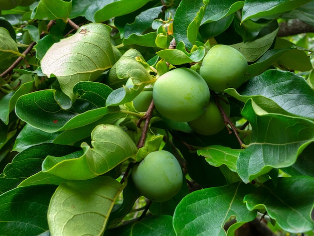 Nie dojrzałe zielone owoce Kaki (Khaki, Persimmon) na drzewie