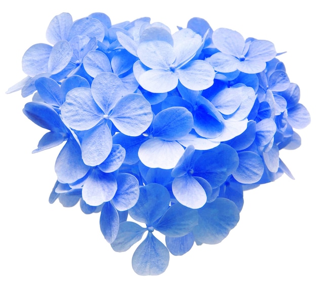 Niebieska hortensja paniculata głowa kwiat na białym tle Widok z góry płaski lay