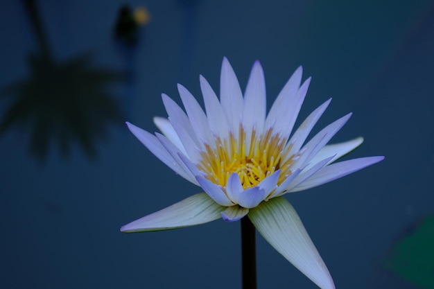 Niebieska lilia wodna w stawie Nymphaeaceae to rodzina roślin kwitnących lilia wodna