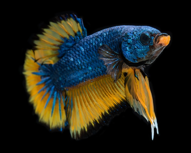 Niebieska musztarda fantazyjna koi galaxy betta fish.