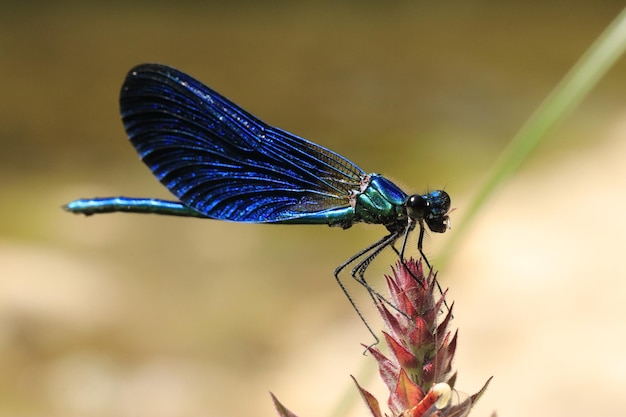 Niebieska równoskrzydła siedząca na kwiecie pożerająca złapanego przez siebie owada