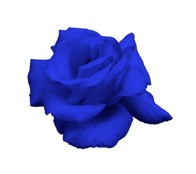Niebieska róża zbliżenie na białym tle